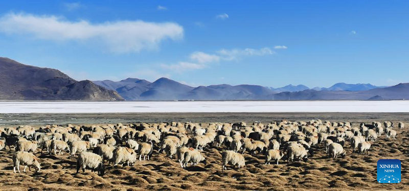 Scenery of Yamzbog Yumco Lake in Shannan, Tibet