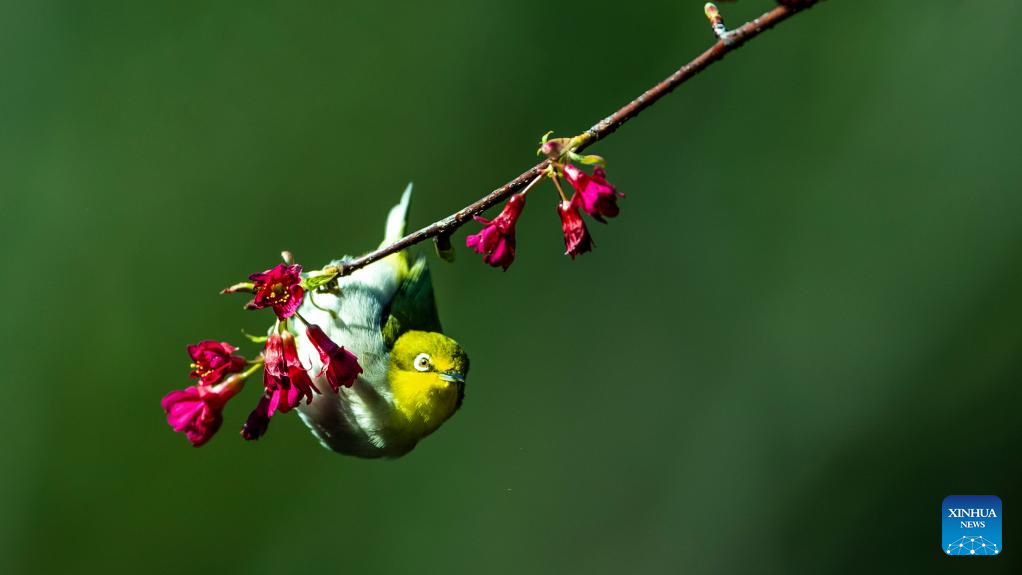 Birds enjoy cherry blossom in China’s Fuzhou