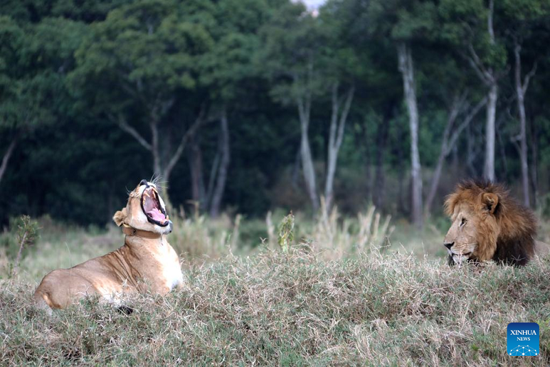 In pics: World Wildlife Day celebrated in Kenya