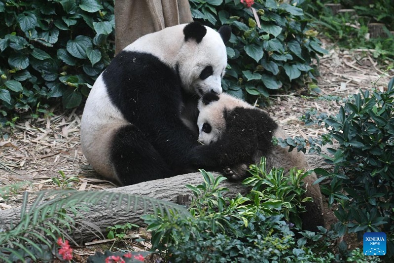 Giant panda cub seen in Singapore