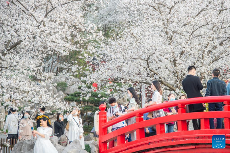 Tourists enjoy cherry blossoms in Wuhan