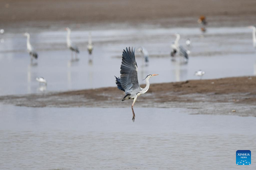 Migrant birds seen at Hailiu reservoir in Hohhot