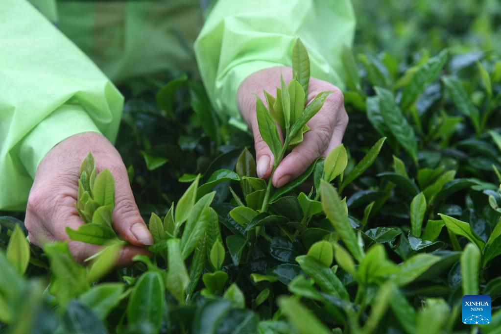 Farmers harvest tea leaves in Shanglin, Guangxi