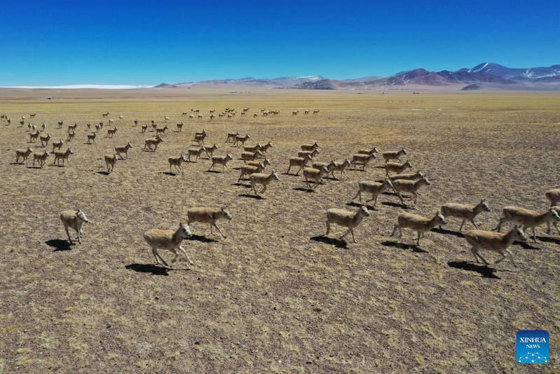 Tibetan antelopes seen in Gerze County of Ali Prefecture, Tibet