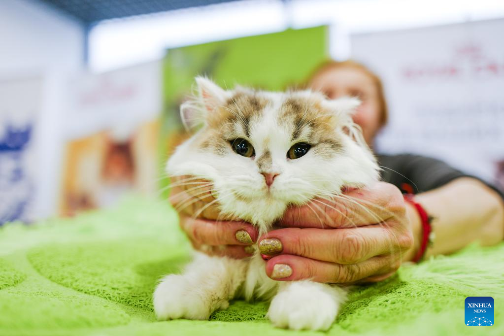 Cat show held in Moscow