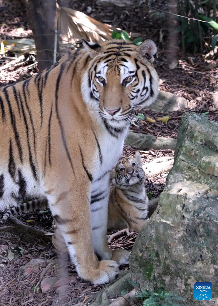 Newly-born Bengal tiger quintuplets in Guangzhou