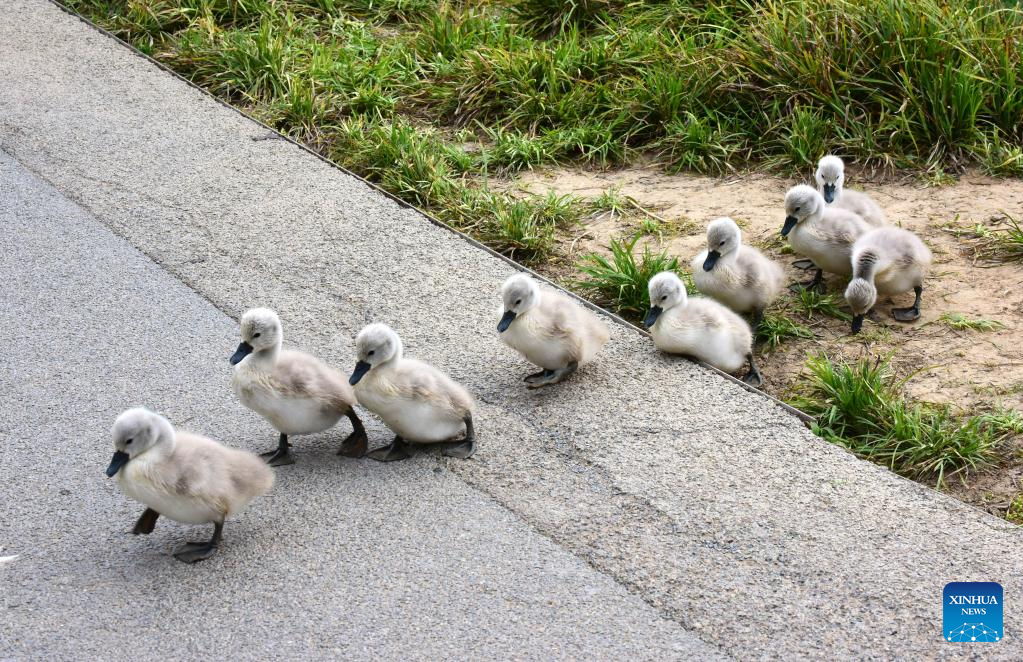 Mute swan babies seen at wetland park in Zhengzhou