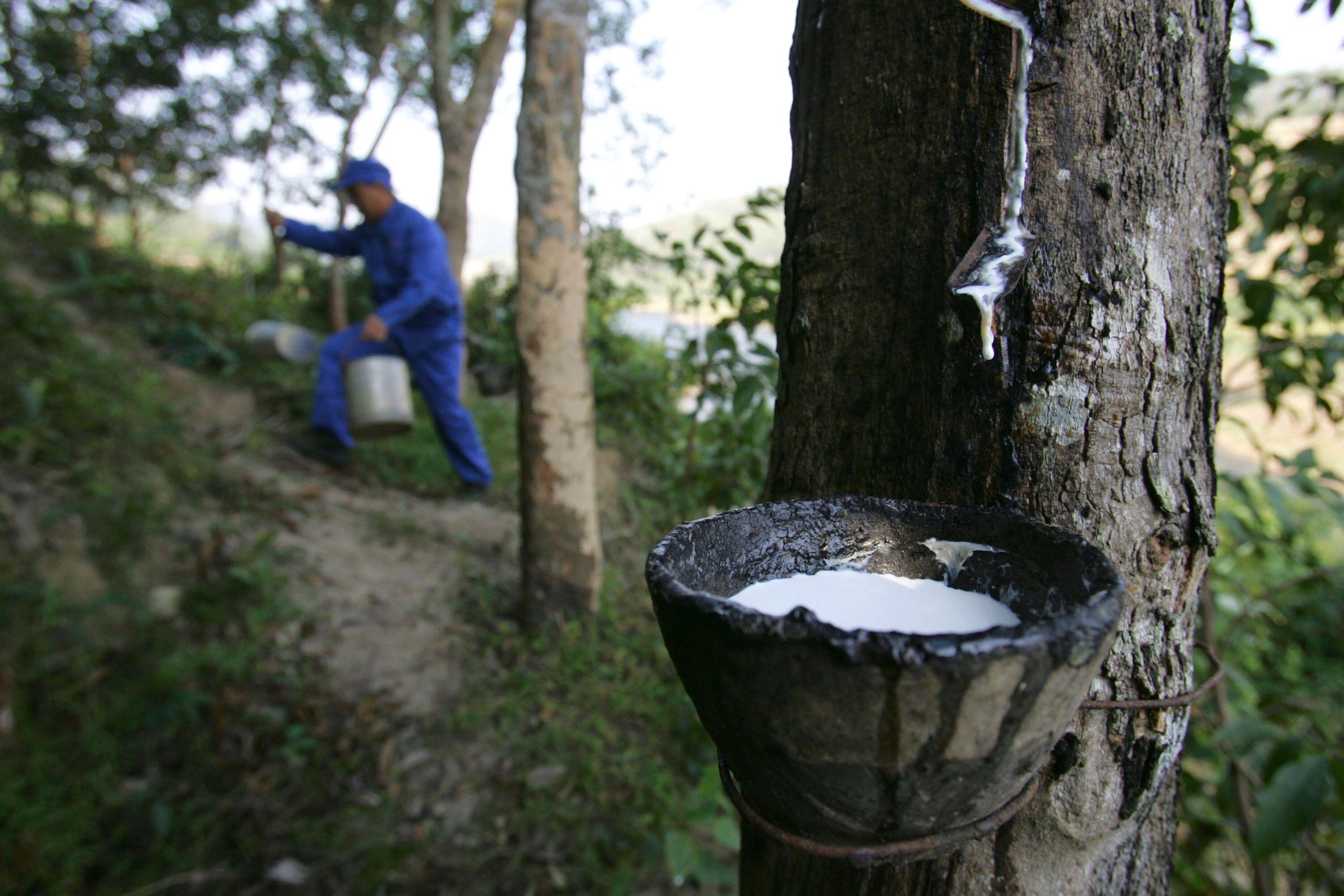 Call for tapping into natural rubber potential for economic growth, climate goals