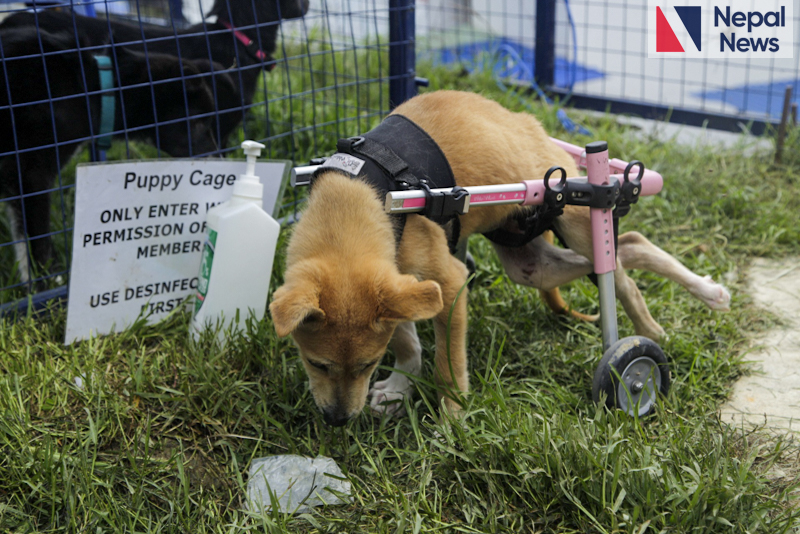 Visual story of Nepal’s first adoption fest