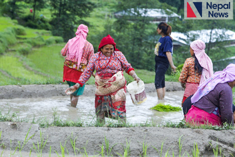 Ropai Jatra observed today