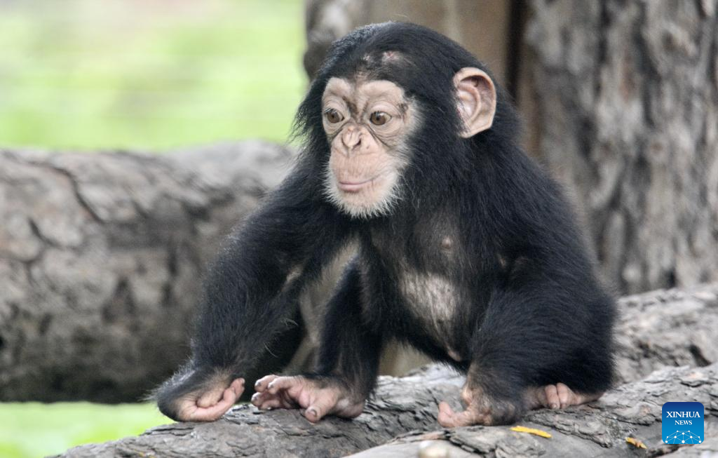 Animal cubs of 43 species in Beijing Zoo