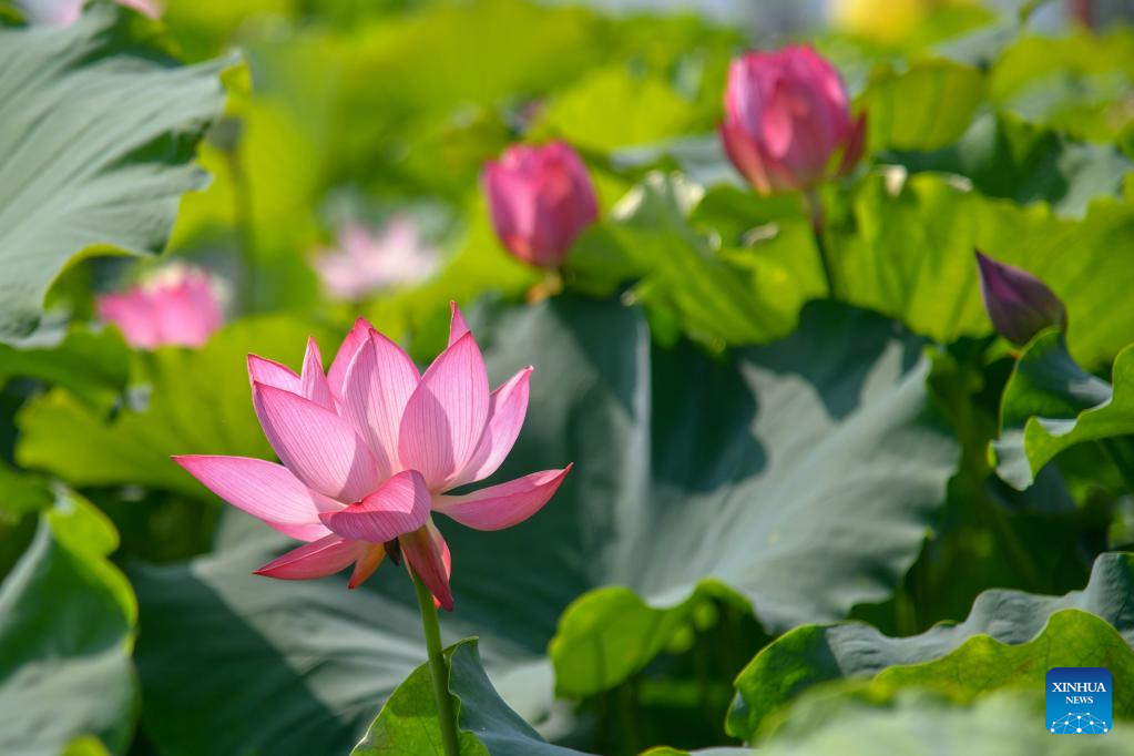 Lotus ponds in Jinan, China