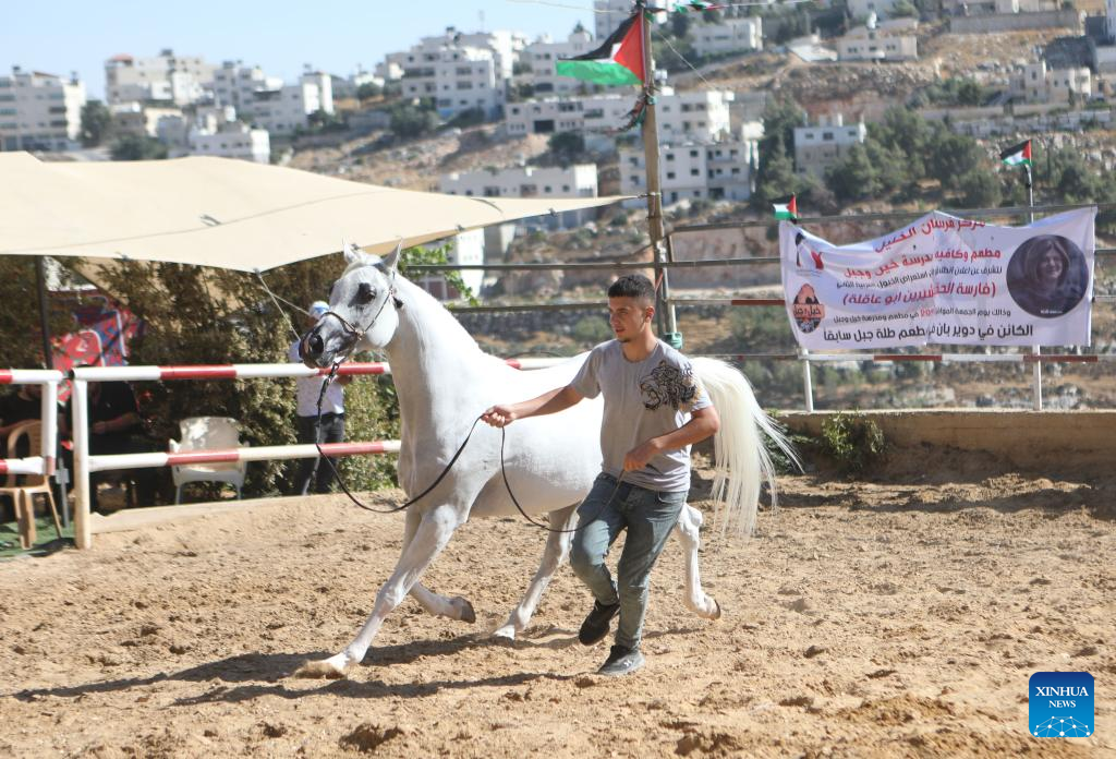 Beauty contest for Arabian purebred horses