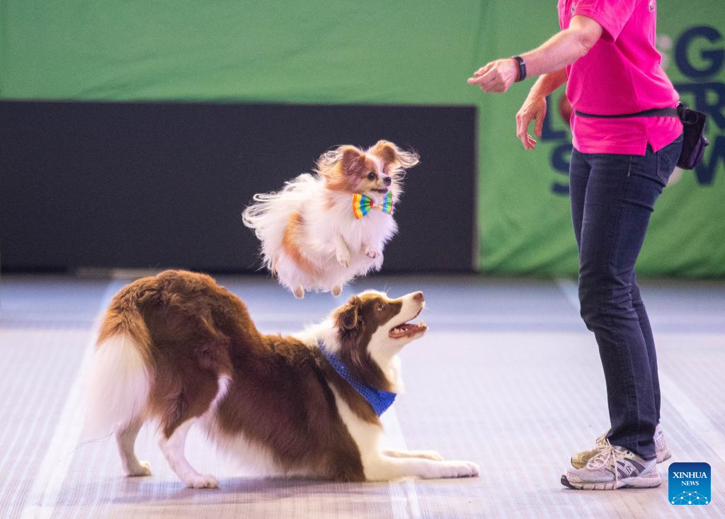 Gallery: Dog Lovers Show in Sydney