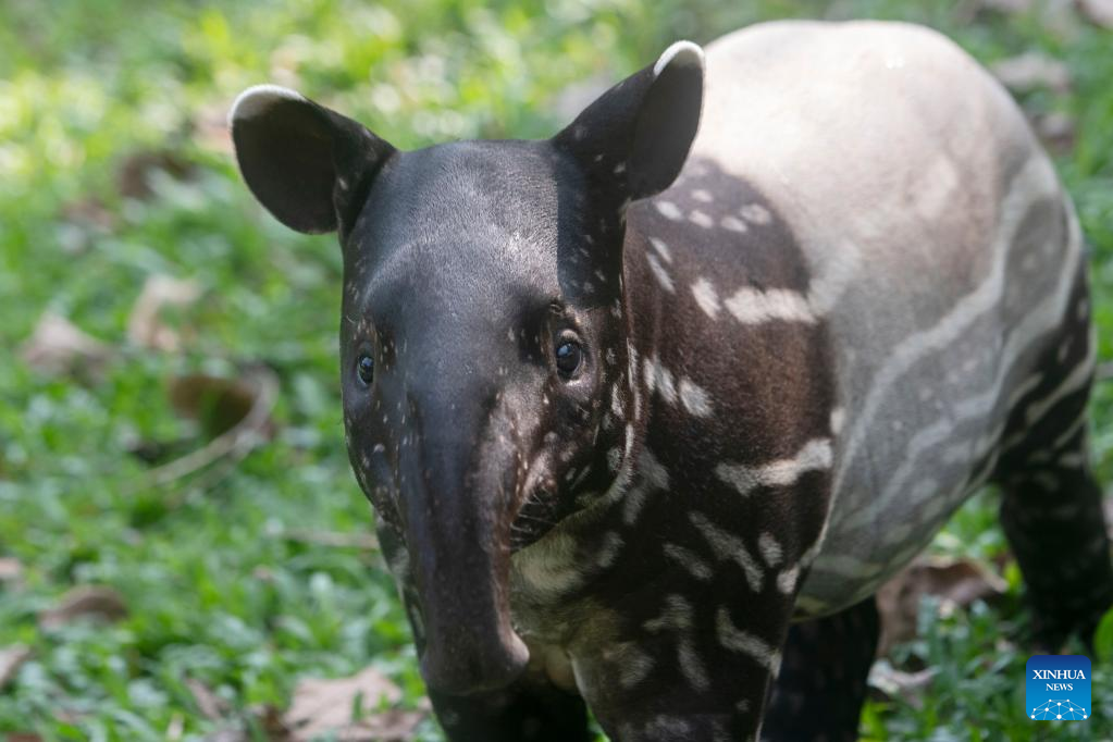 In Pics: Two-month-old baby Malayan tapir