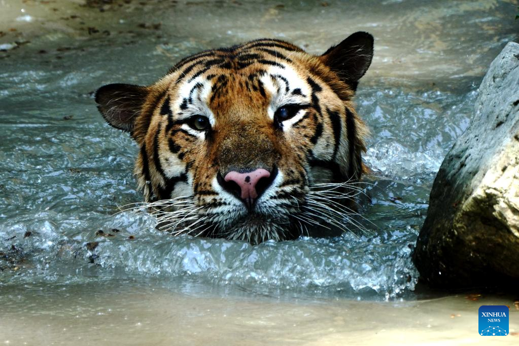 In Pics: Animals cool off in Shanghai Zoo