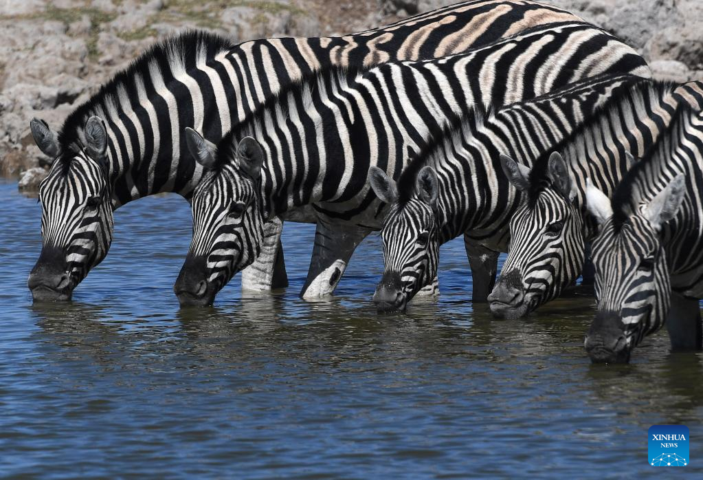 In Pics: Animals in Namibia’s Etosha National Park