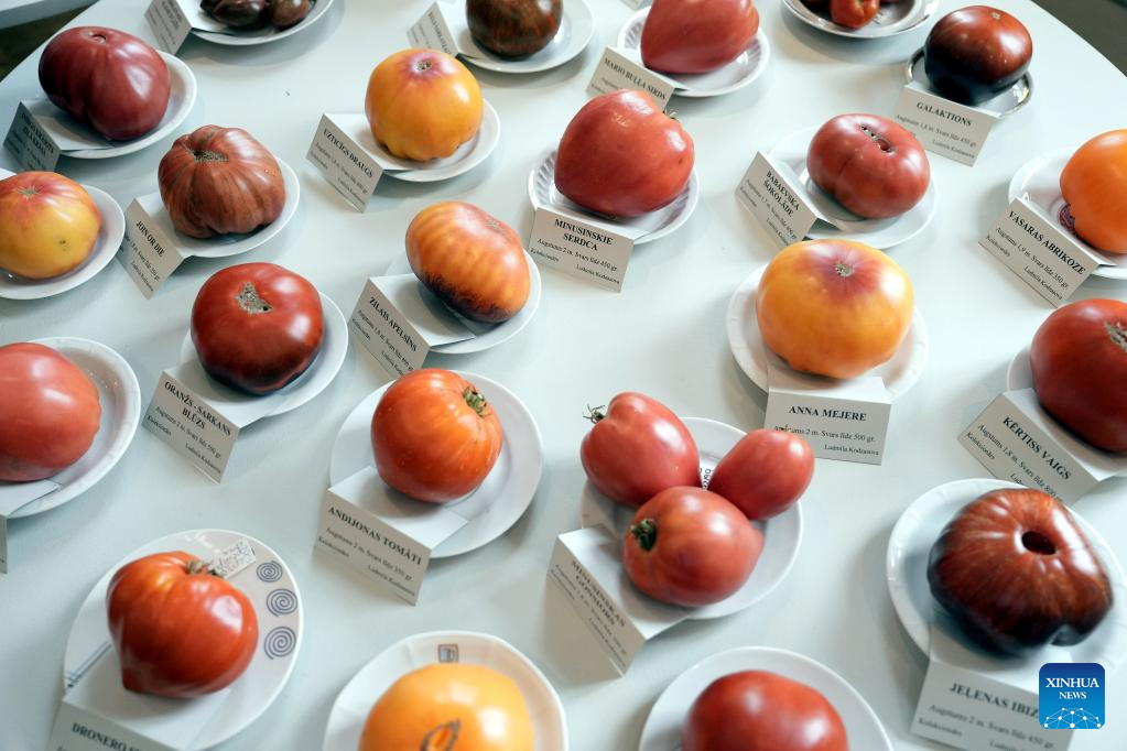 Gallery: Tomatoes 2022 exhibition