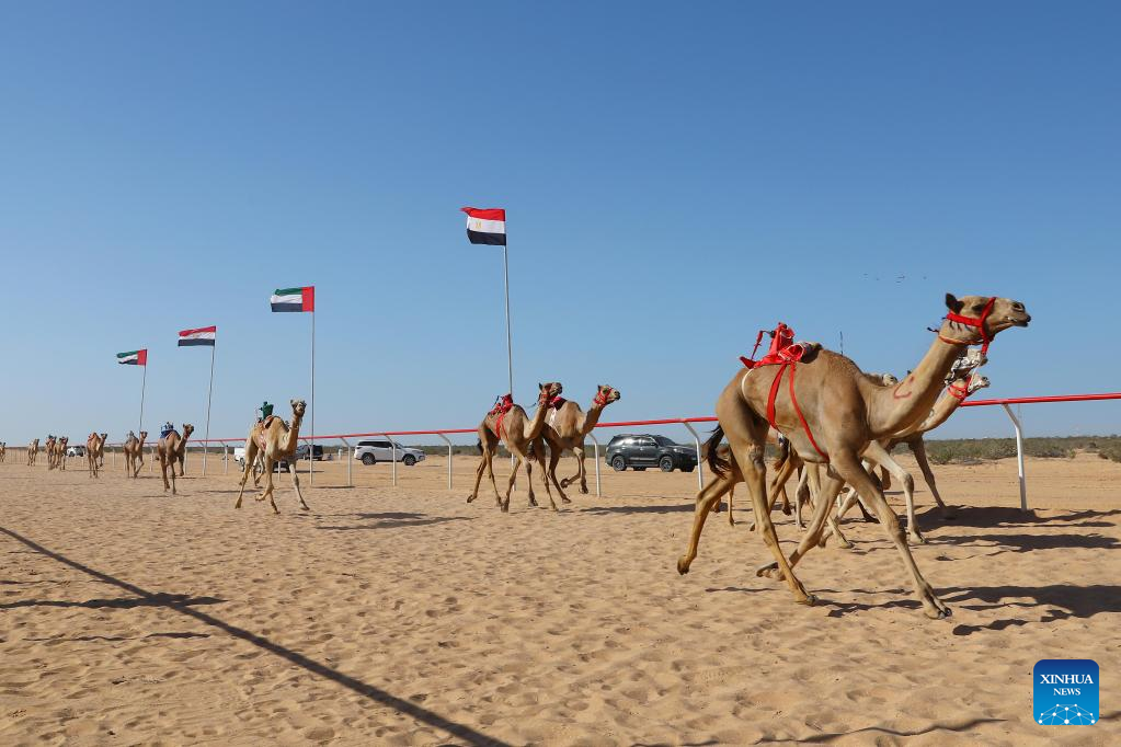 In Pics: Camel race in Egypt