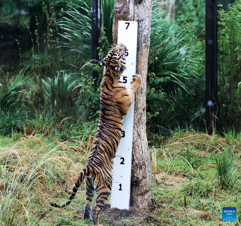 In pics: Annual weigh-in of the animals