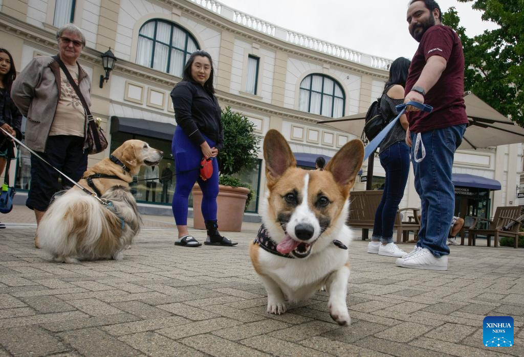 In Pics: International Dog Day celebrated in Canada