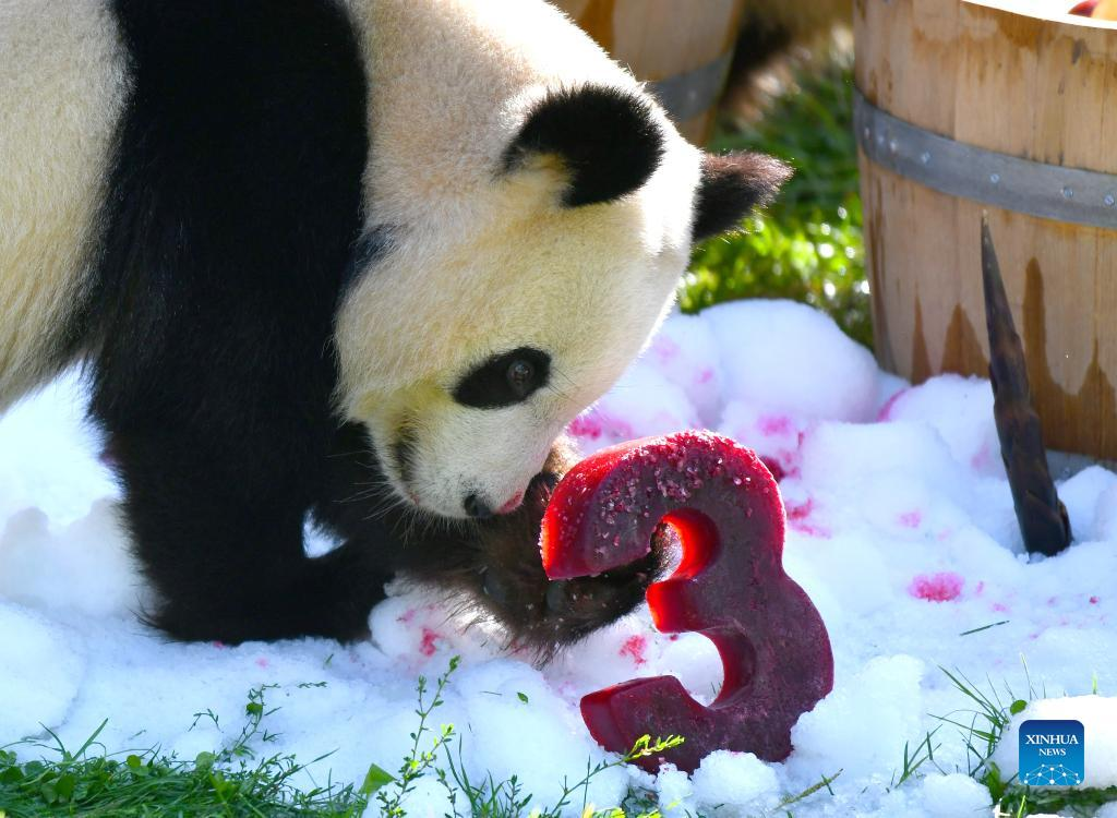 Giant pandas celebrate third birthday in Berlin