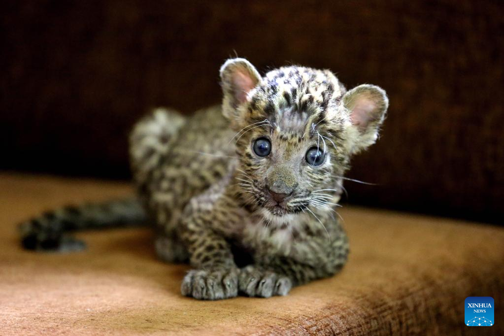 Glimpse of big cats at India’s Zoological Park