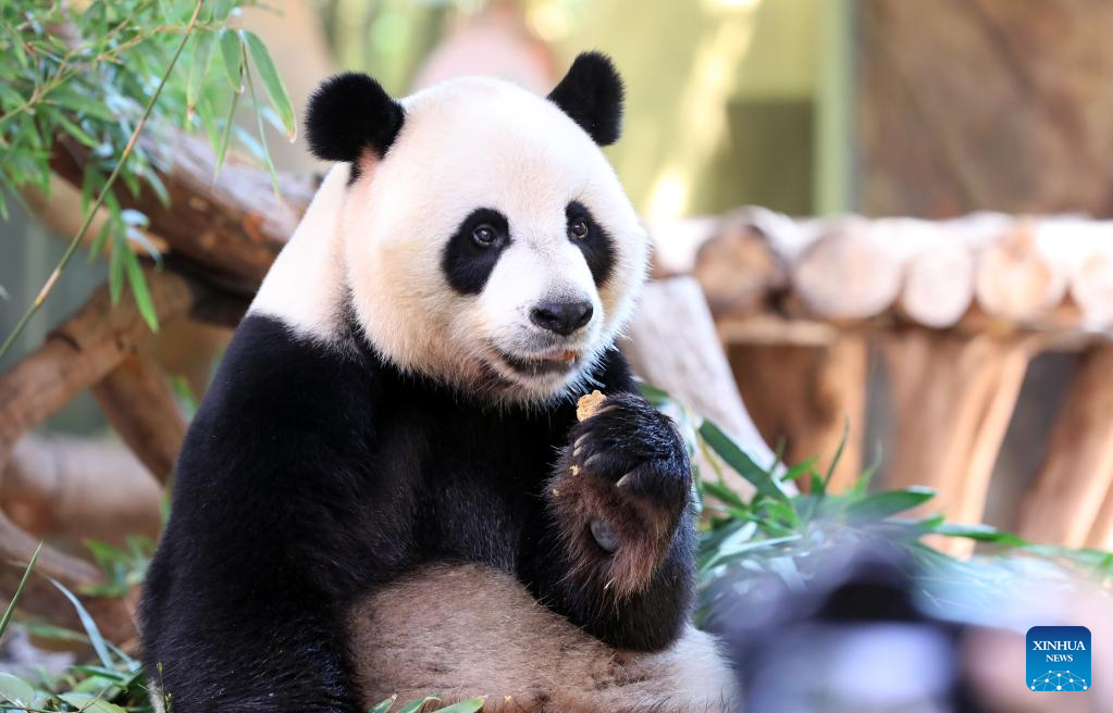 Giant panda triplets enjoy special “mooncakes”