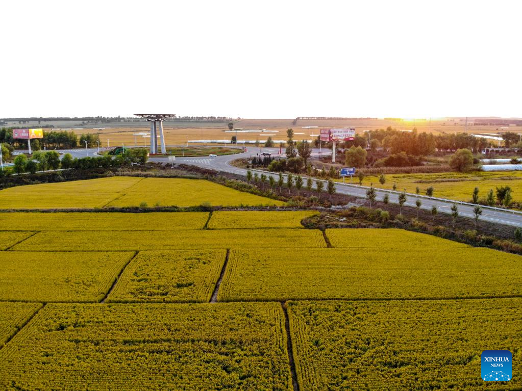 Aerial view of rice fields in NE China’s Heilongjiang