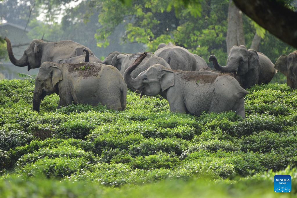 In pics: Wild elephants seen in Assam, India