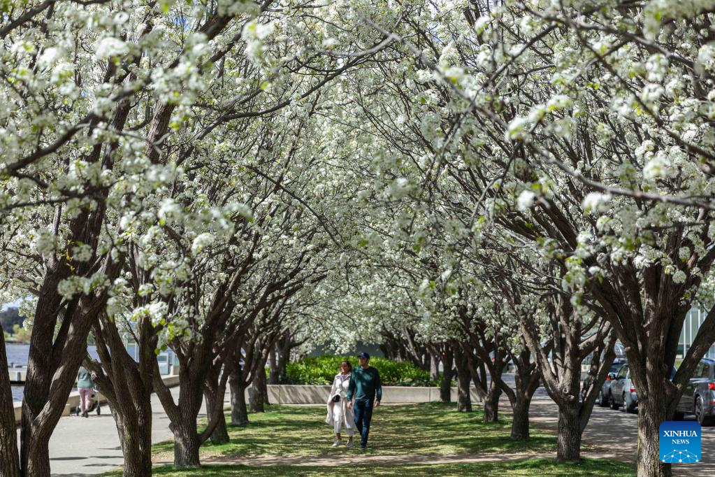 In Pics: Early spring in Canberra, Australia