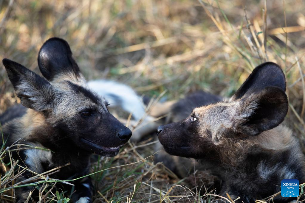 In pics: Kruger National Park in South Africa