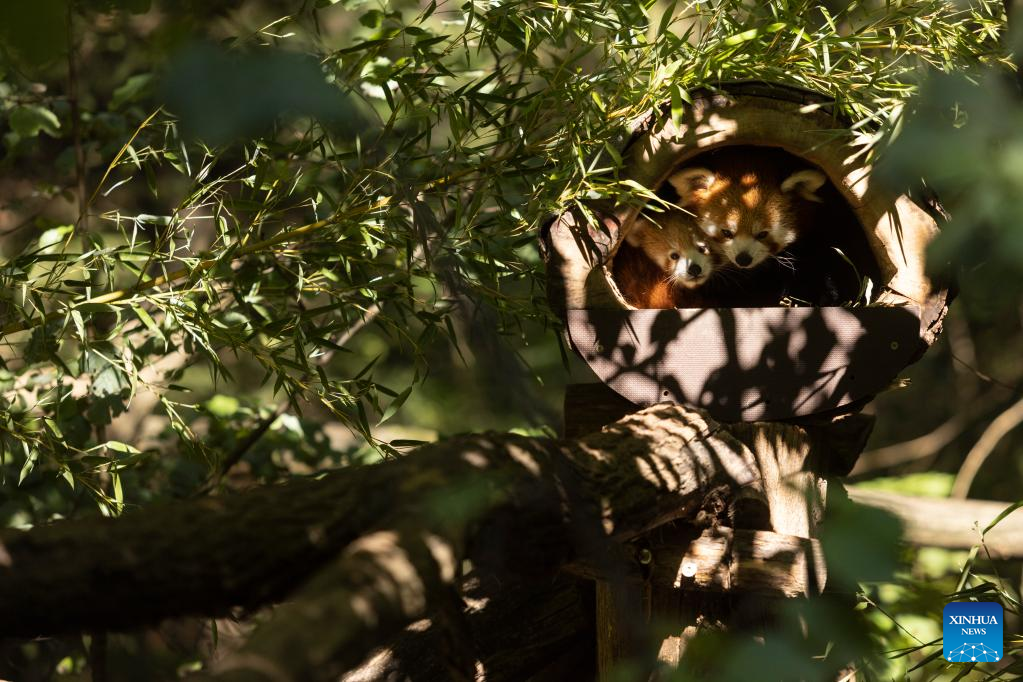 First baby red panda born at Slovenia Zoo