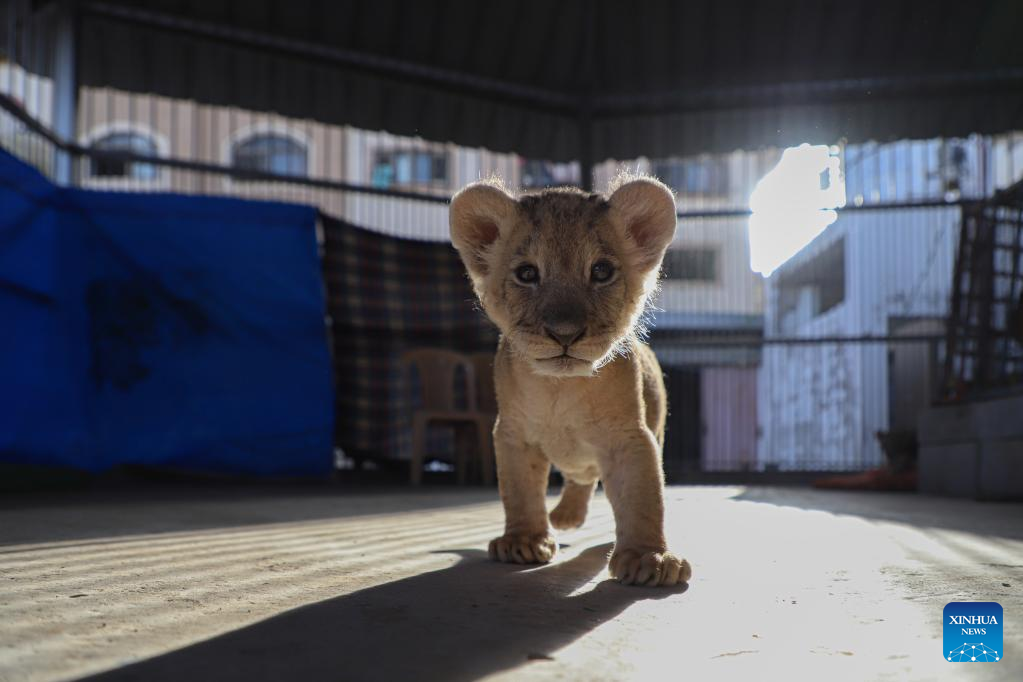 Lion cubs at a Zoo in northern Gaza Strip