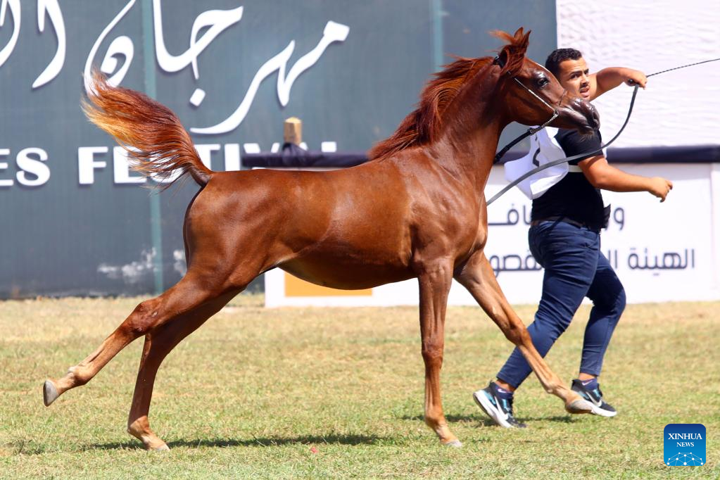 In pics: Horse beauty contest