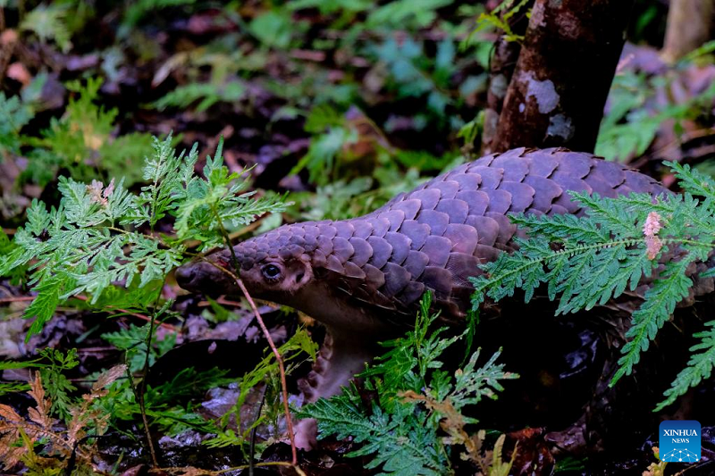 Endangered animals released in Indonesia