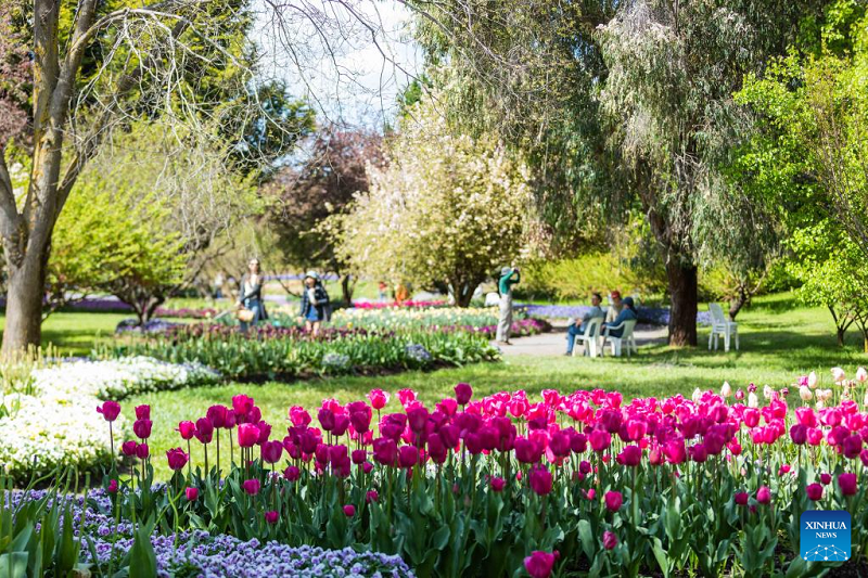 In pics: Blooming tulips in Australia