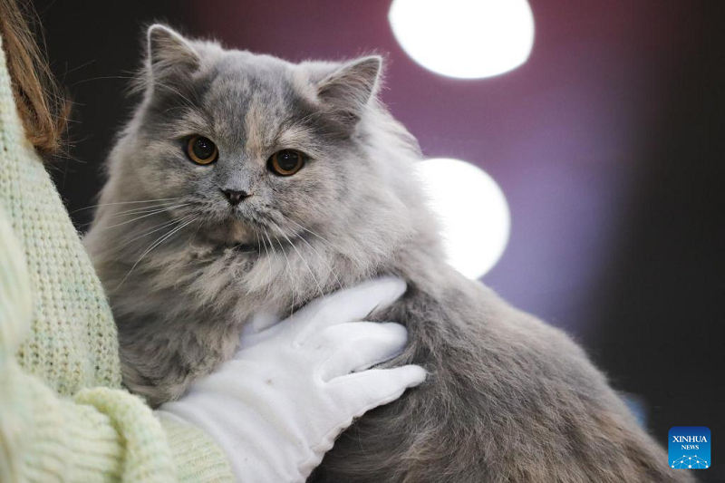 Gallery: International Cat Show held in Belgium