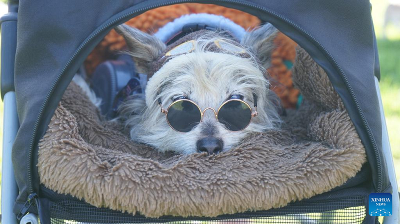 21st annual Haute Dog Howl’oween Parade in California