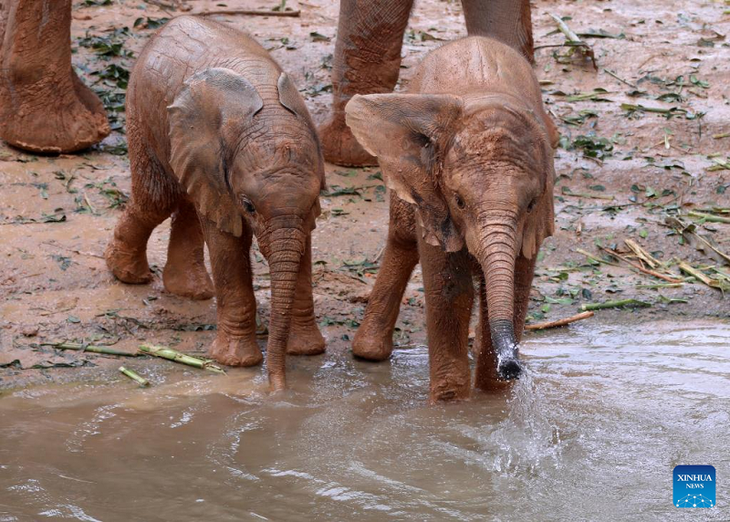 African elephant calves born at a conservation base