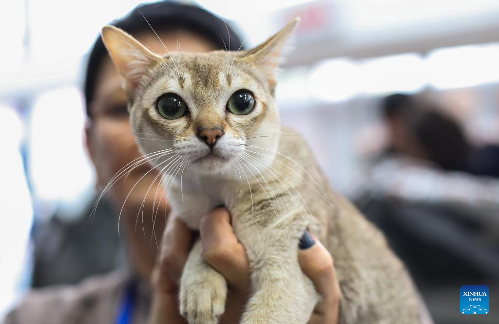 Gallery: Cat show held in Croatia