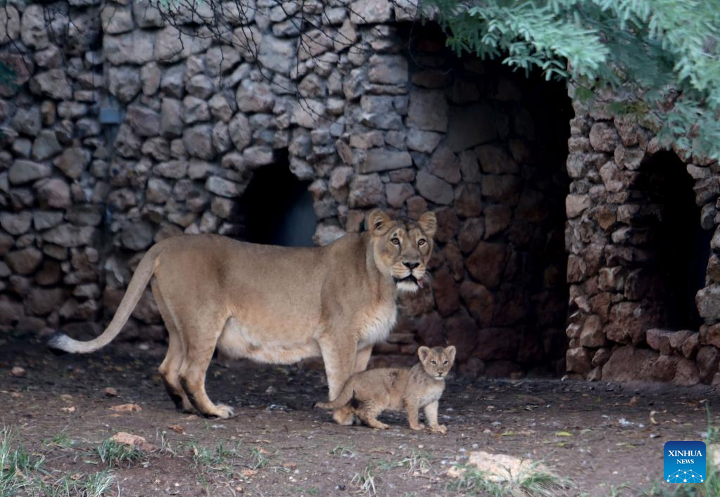 Lion cub seen at Jerusalem Biblical Zoo