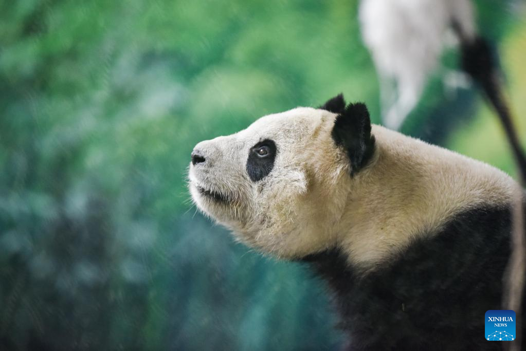 In Pics: Giant panda seen in China’s Qinghai