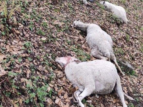 45 sheep killed due to lightning