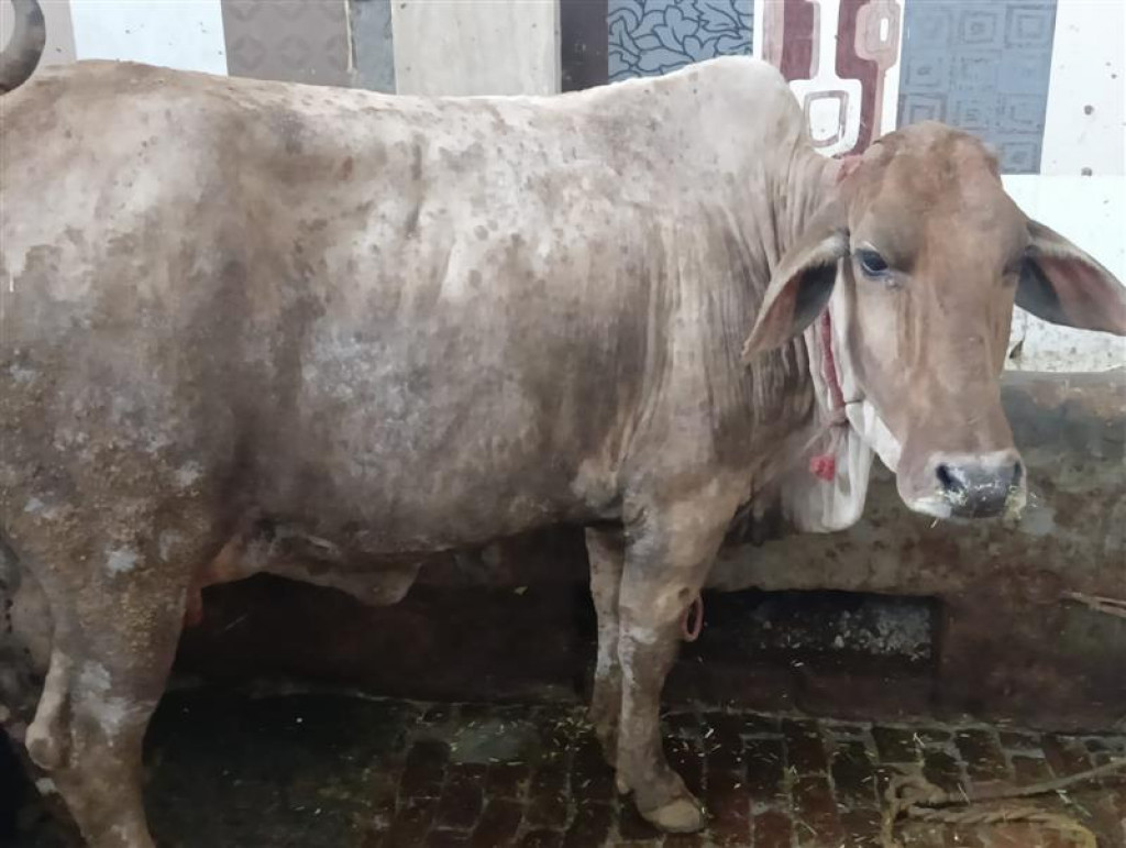 Lumpy skin-infected 125,000 cattle treated