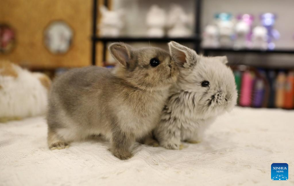 Gallery: Rabbit cafe gains popularity in China