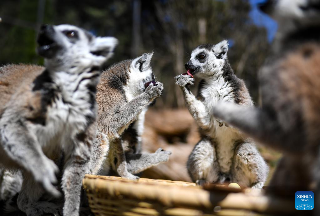 In Pics: Animals enjoy “festive food”