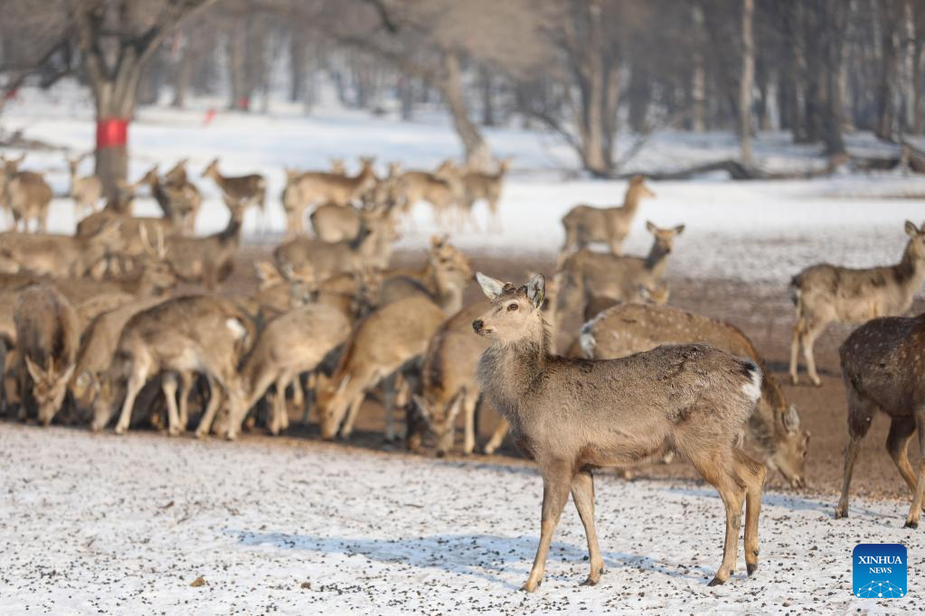 In Pics: Sika deer seen in Harbin, NE China