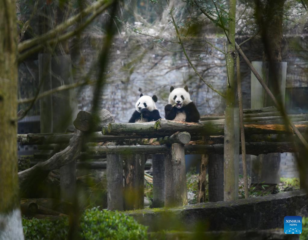 Giant pandas enjoying at breeding base