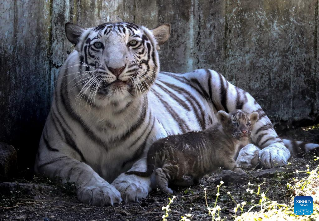 Tigers pictured at Kamla Nehru Zoological Park